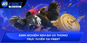 đá gà Thomo