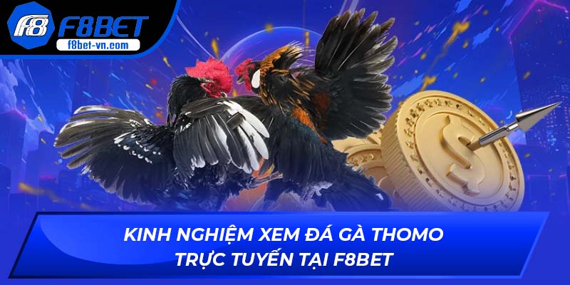 đá gà Thomo